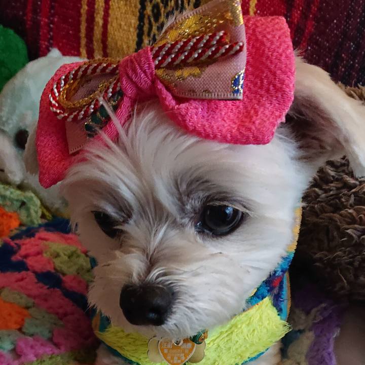 355360dc 2ec1 4db7 9b02 2672ef5b6631 1576758286071