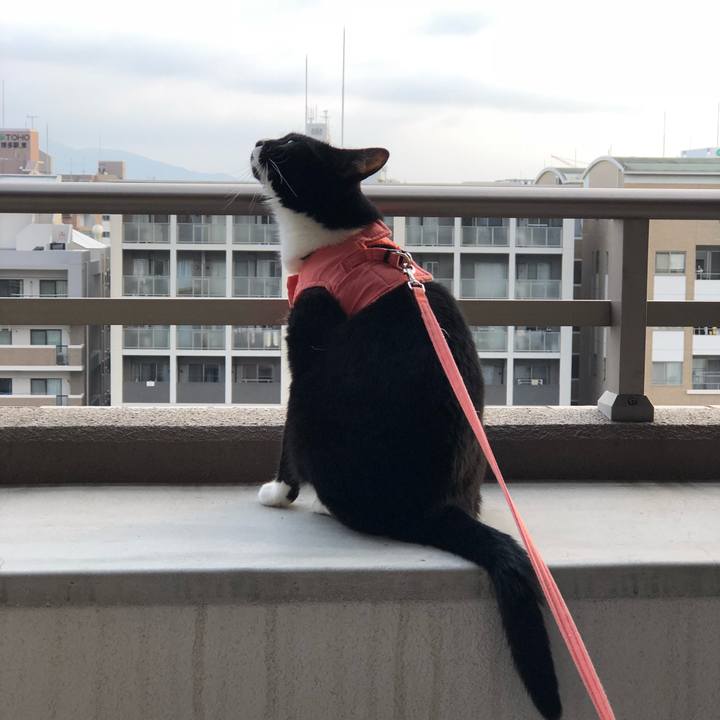 355483b9 a1ba 4e88 ad24 28b1ad71b14f 1528063527628