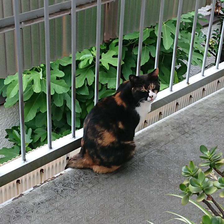 35548f2b 702f 4dfa b4c1 ec4ff52ce2c8 1560999577859