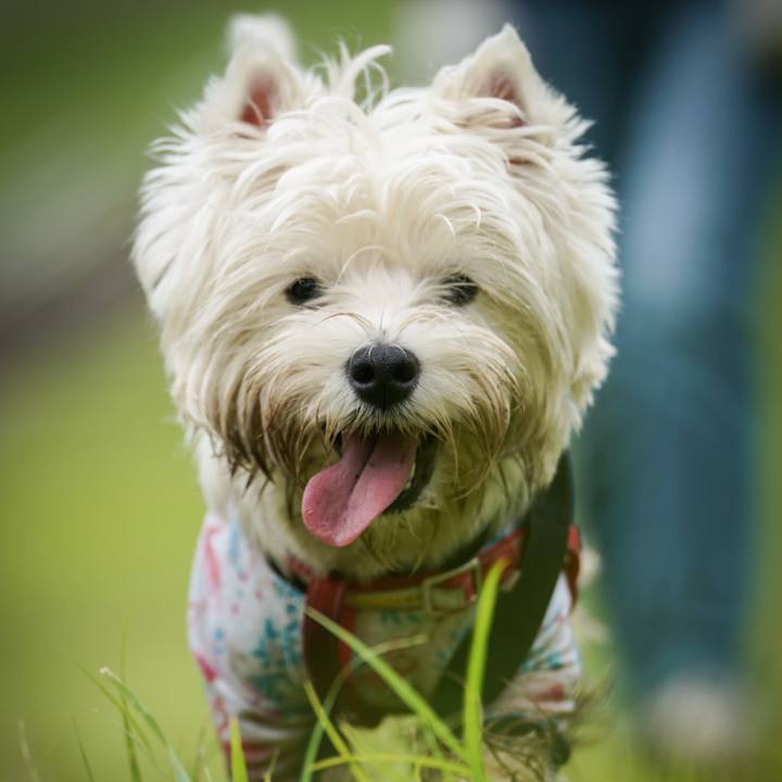 3554add8 1761 4b42 9062 d1b128f37406 1527508740810