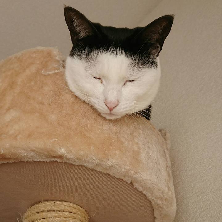 3556e94f 1a34 4809 8a4f f37c06590a1a 1513477575250