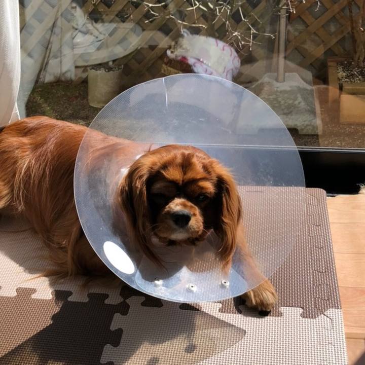 355904ae c6cb 4e90 8d37 60f53e12b624 1582259495242