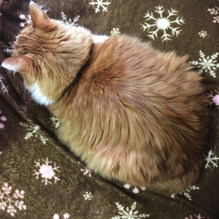 355ca18f c650 4b0c ad88 ef71fe5c4955 1539919155037