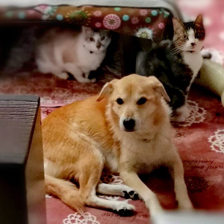 355cfbfa c0d9 4e01 bc32 592e25c02ee0 1517570862443