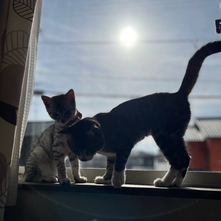 355db205 0ca6 4ae4 b60f a13e11ffc365 1702524824610