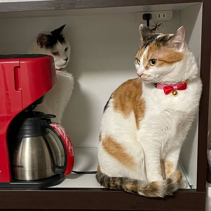 35622767 9e61 4ada 8f66 dc40e9ee8ef3 1615813793902