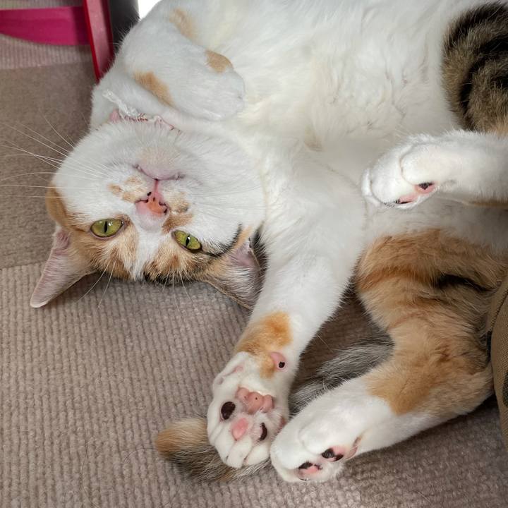 356329cf 5574 4ead 99b7 3c48e73b7be6 1625902504829