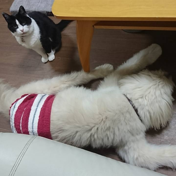 35641666 8c35 4ae5 80b3 518c11e4ea77 1598482827385