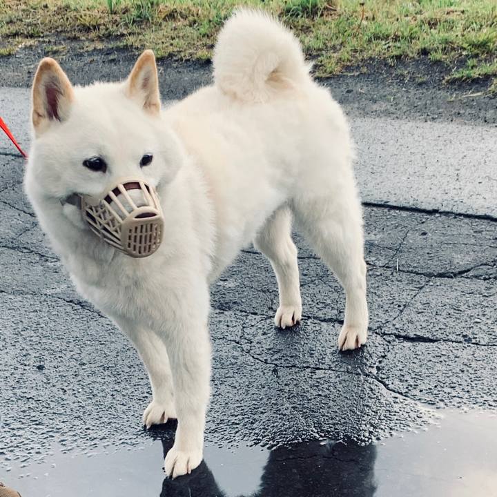 3564c077 9f4d 4c3c a87e e6679ffb6e0d 1590355638834