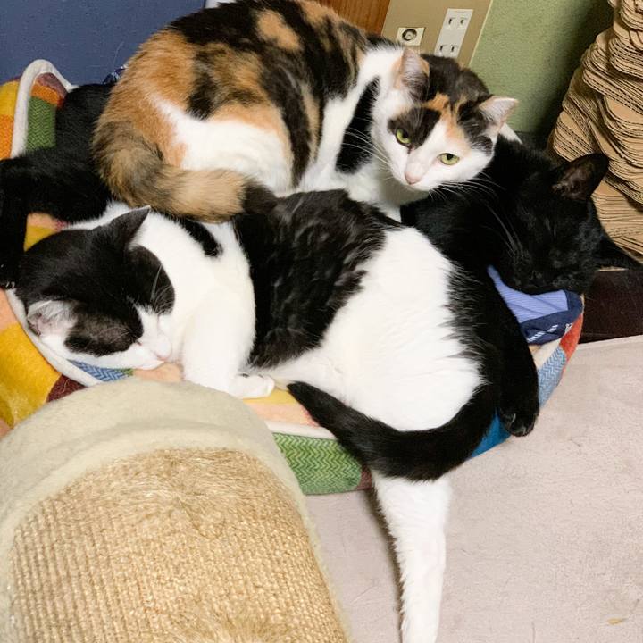 35661077 b84d 4f93 9b22 7b8a084d4139 1573782457930