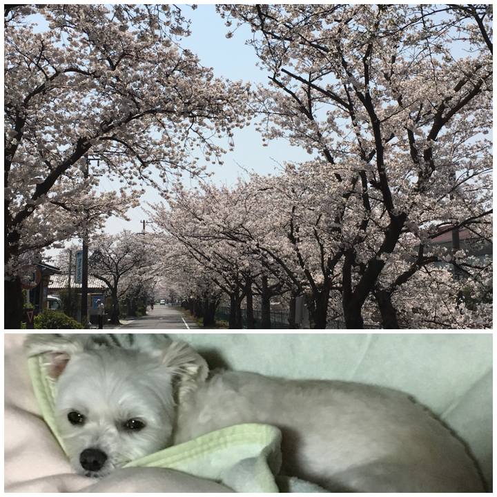 3568dd1d a969 4f84 b160 cd4b56461626 1522231208354