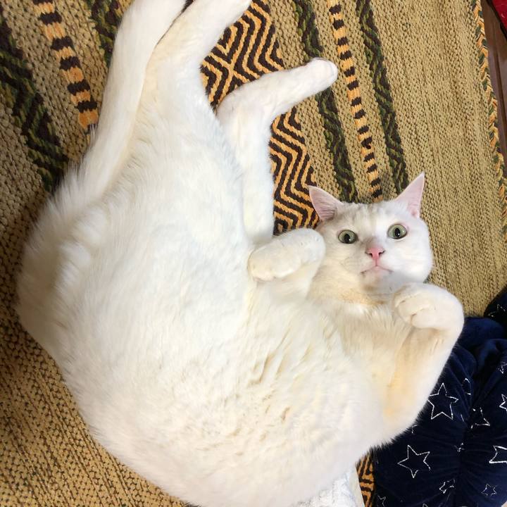 356cbf3f dc64 434e acf9 accb434a9694 1553268229512