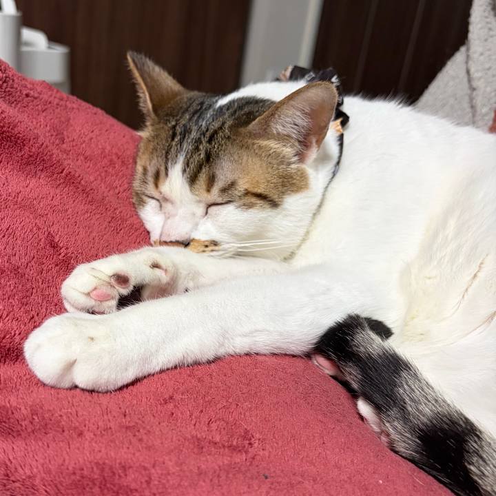 3576fb41 c98c 4381 9dd1 56340ec266a0 1770777695337