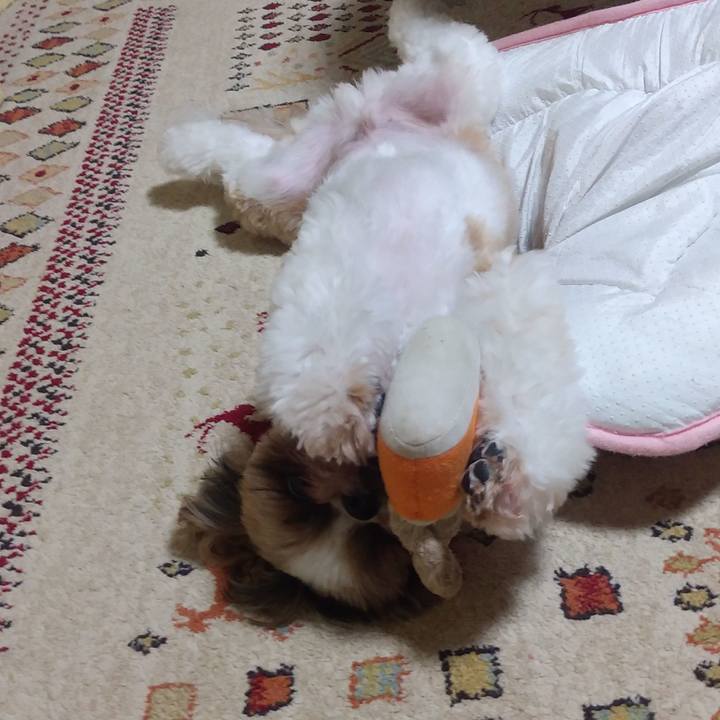 35779085 29dc 4853 8a7a efc2e252f005 1601259857114