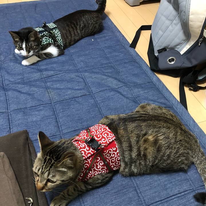 3578ea4c a0c0 471a 8e58 3e42e1457392 1525582418915