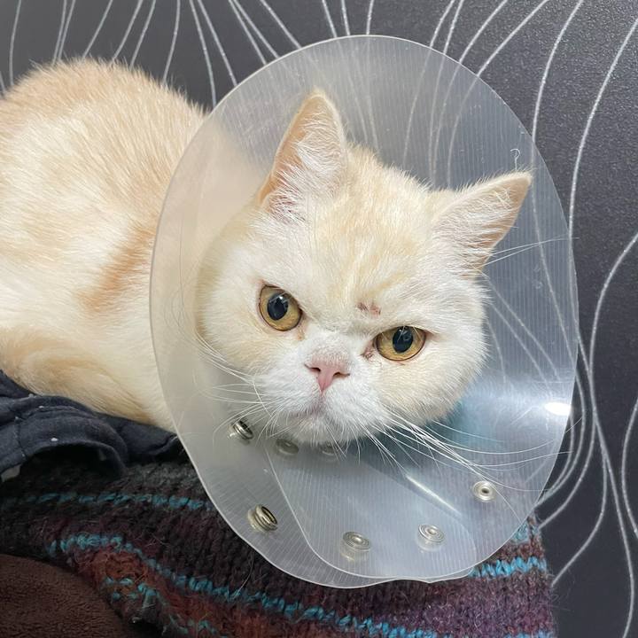 357bc11f a34a 4298 b943 bac30d9950dd 1761998841265