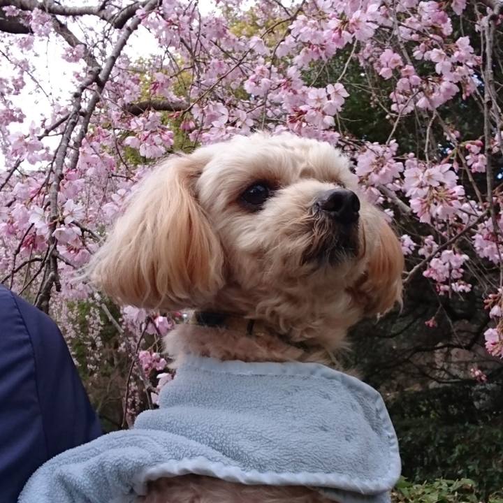 357e3ef9 4e62 4618 860c 98d25d81aa27 1553414599304