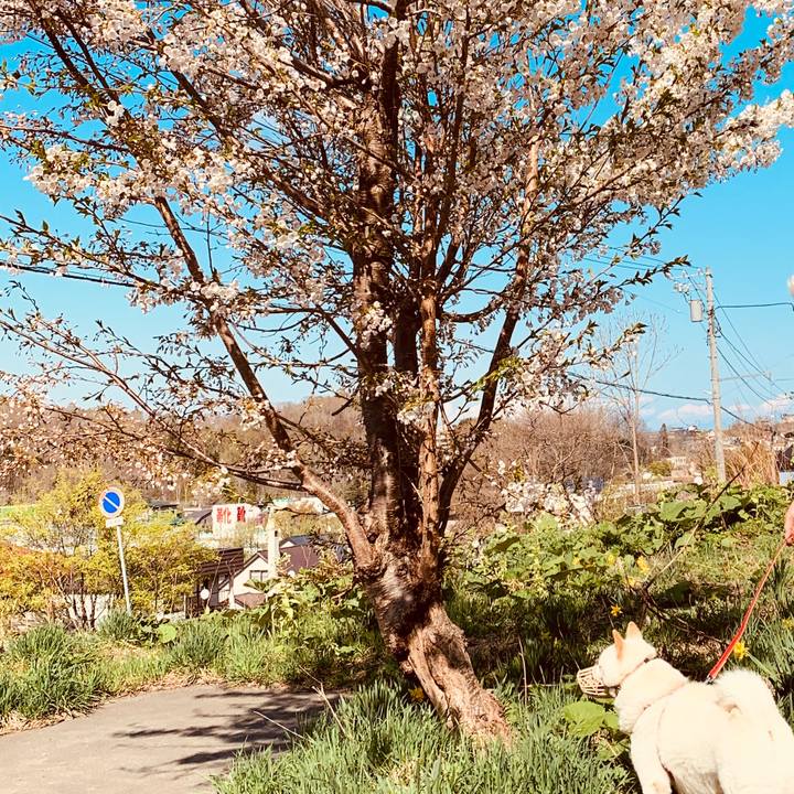 35807638 245a 4733 9a6f eade1ba9cb5b 1588837146669