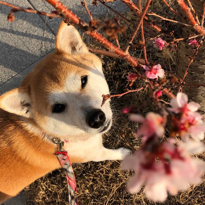 3581cabc 5e95 4a9f b7f5 0cb8628cbd29 1549780152654