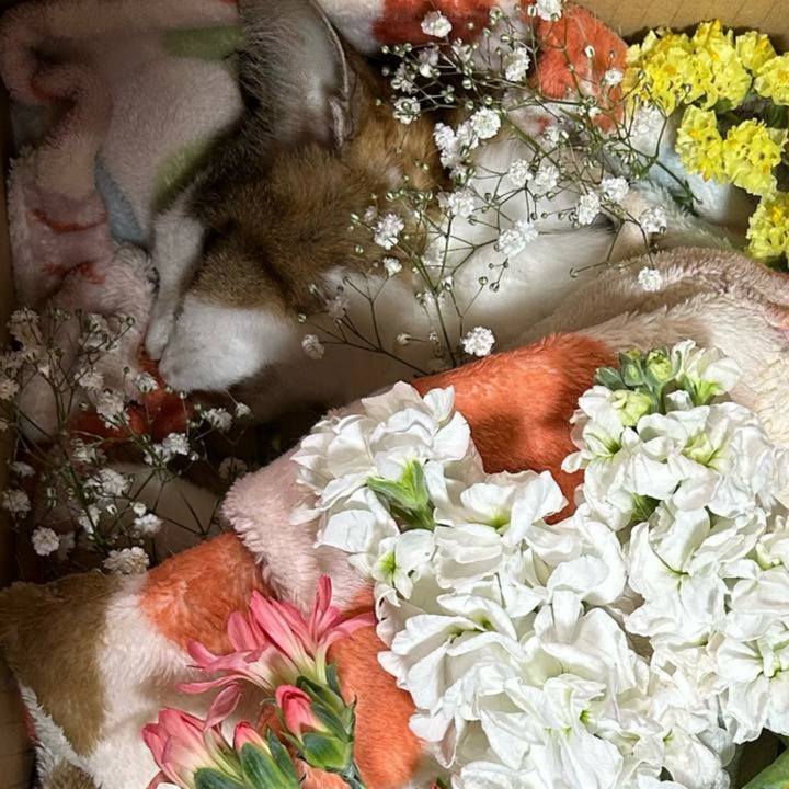 3584b90a ef8d 4976 86e6 5de6e342e299 1746850634150