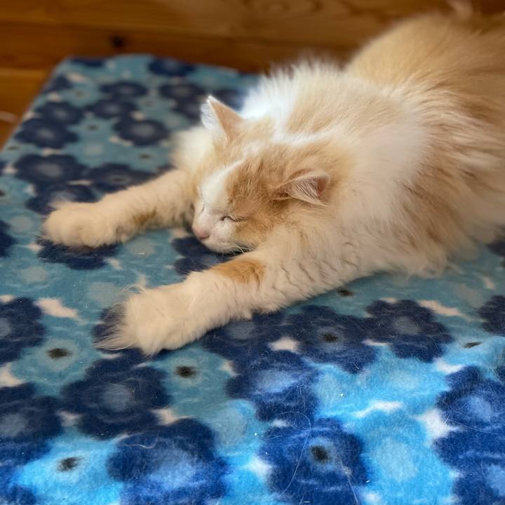 35868c2c 0497 4440 aac1 6931ff393350 1665698346356