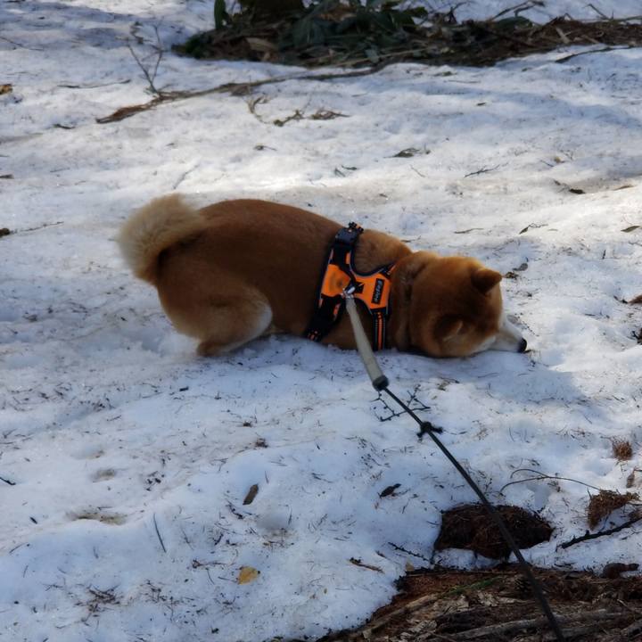 35880bf1 c59d 4a2c bb22 5d2f4a68cb64 1617256506650