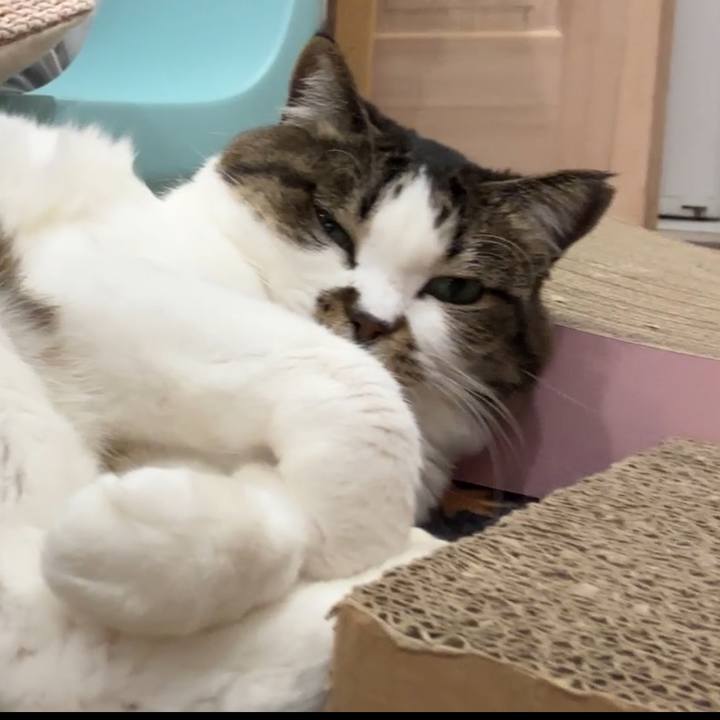 358956e1 7b88 455a a851 f7266ef6b783 1774230716409