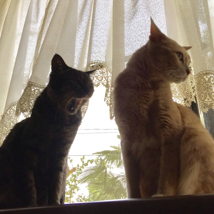 358dd6d6 88ce 4583 ab11 9a58cee5a919 1526473779551