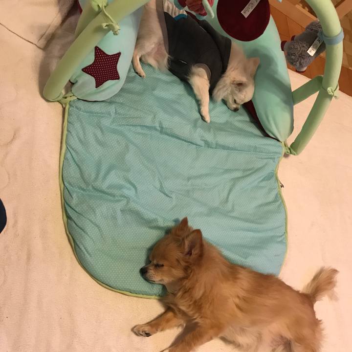 3592ef89 a9ae 4604 b78d 3a993f3e8ca6 1513159428201