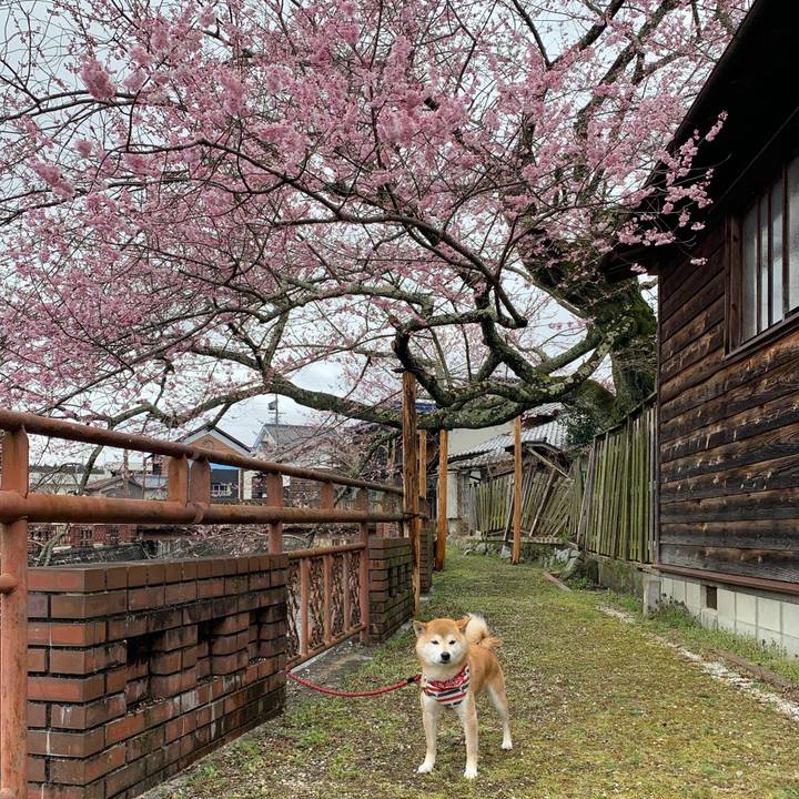 35930561 b8ad 4948 a209 ea1668e507be 1585472694013