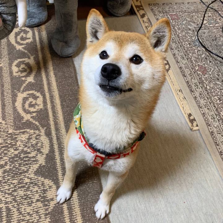 359b5f9f 199b 4a1d 8bb5 bbf1d8eedd46 1584181647452