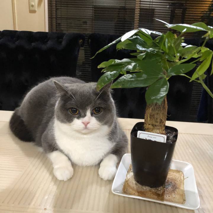 35a0c4c4 b50f 483b 9dfe cfda997988a3 1549249383962