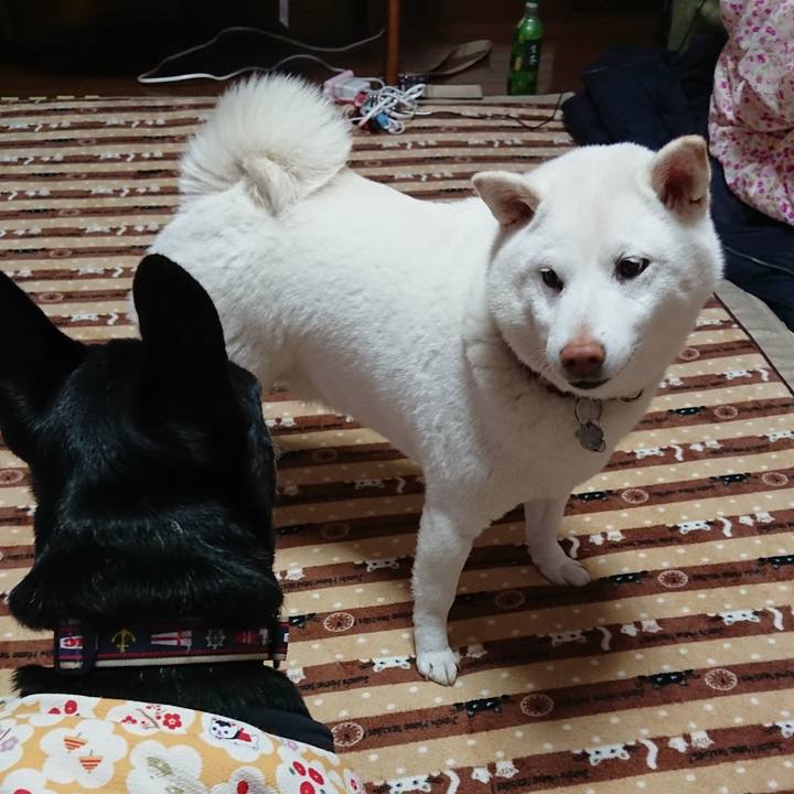 35a160db 67b4 4a1f bc4c 41d8d6ba83c1 1579155169825