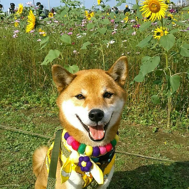 35a1880c 85e8 4c4b 9fbb 538f752699a7 1541913361150