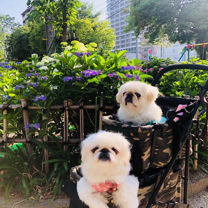 35a44867 d385 4ce2 81d3 3925db110125 1559787467093