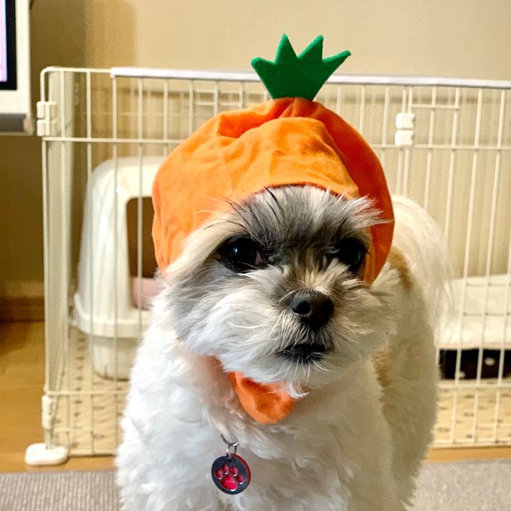 35a56dcc a8eb 4a4c a705 a3c35e40ca72 1587083168042