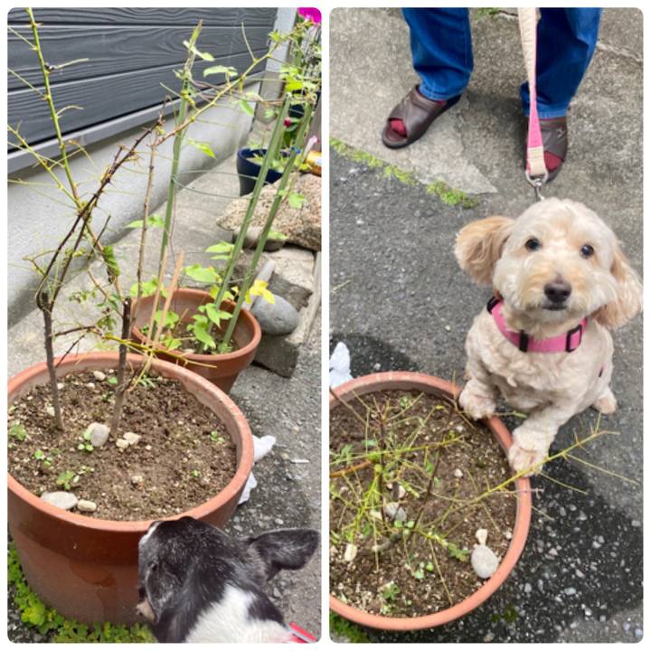 35a61f62 6533 4dea b26e feb243cd550a 1624489276941