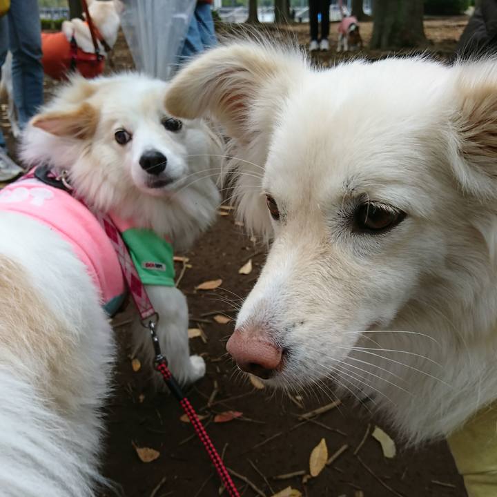 35a7ae7d c9c9 46b0 88fb c19e67316875 1509188160293