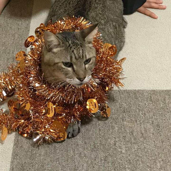 35a965b4 987e 4f4b a821 9a480bdc4854 1602918364563