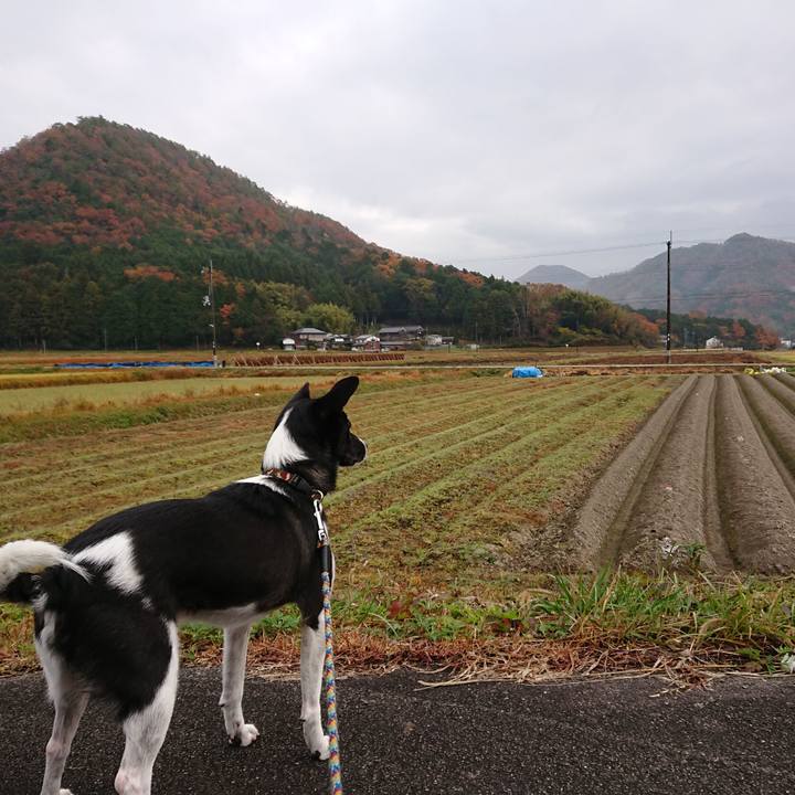 35a9e554 2d61 4985 b766 1b79aa14f813 1543536199192