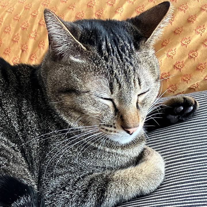 35aaf342 1d8b 44af 9f94 2421fcc96e73 1765492738811