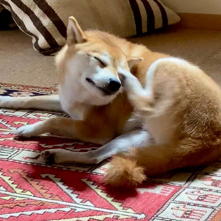 35af0e41 da00 49c8 9b95 534987c2018a 1724745812729