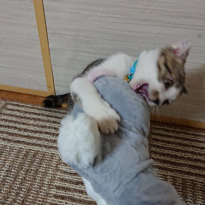 35af2522 6926 4634 b601 84b2f591ad6e 1543971174686