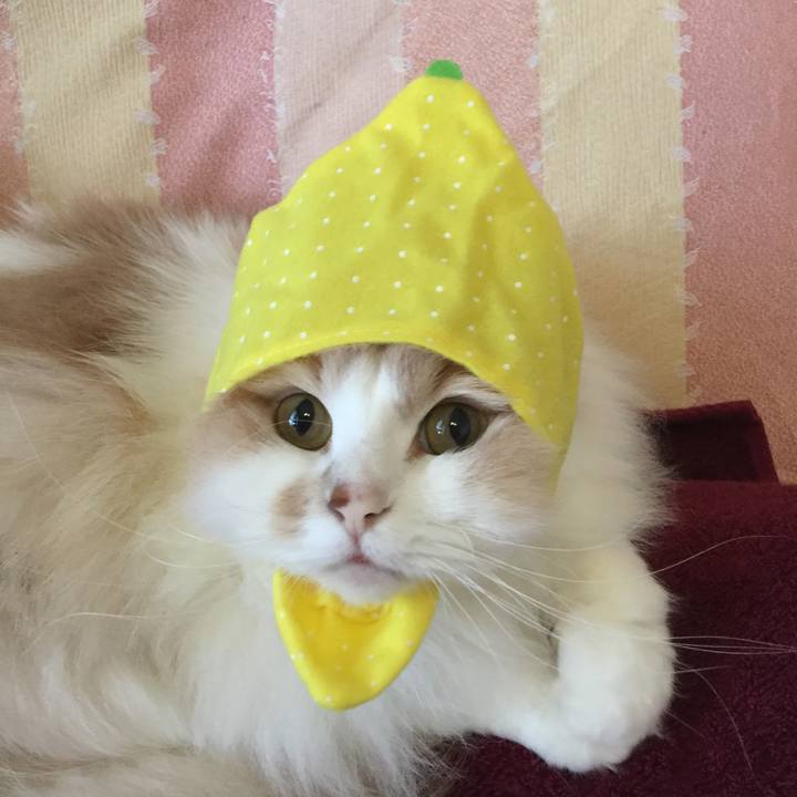 35b13d15 7dbf 4c86 9ab6 2d884899560b 1528969594225