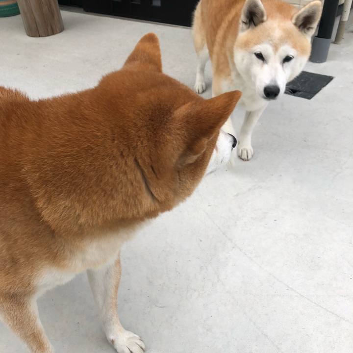 35b1ca8a a407 4a04 99c9 e0fc580da44e 1540544783566