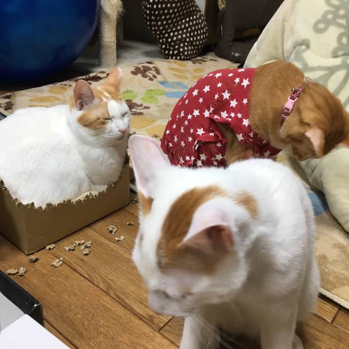 35b1e60d 7980 42a3 9a6f 2b4d4602b8ea 1513251268351