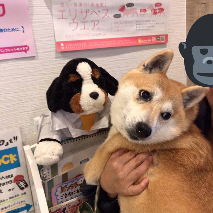 35b424f2 8206 4eeb ade0 71bcb57cc351 1545648985050