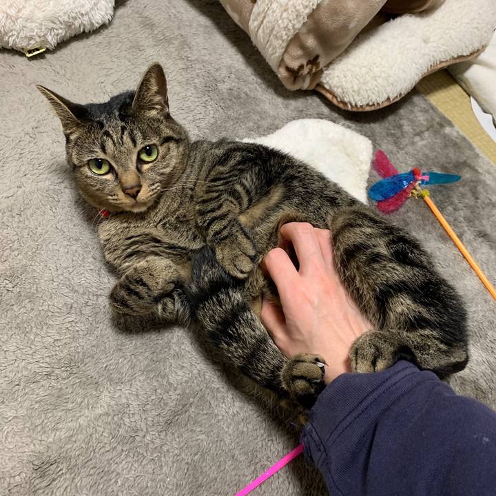 35b74610 4d9f 414b b49a 599a02cd7632 1544792250379