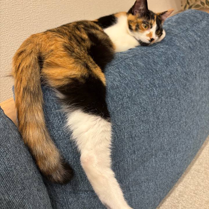 35bb80af faf8 4aaf bf2c cd51f410e2cc 1763297795562