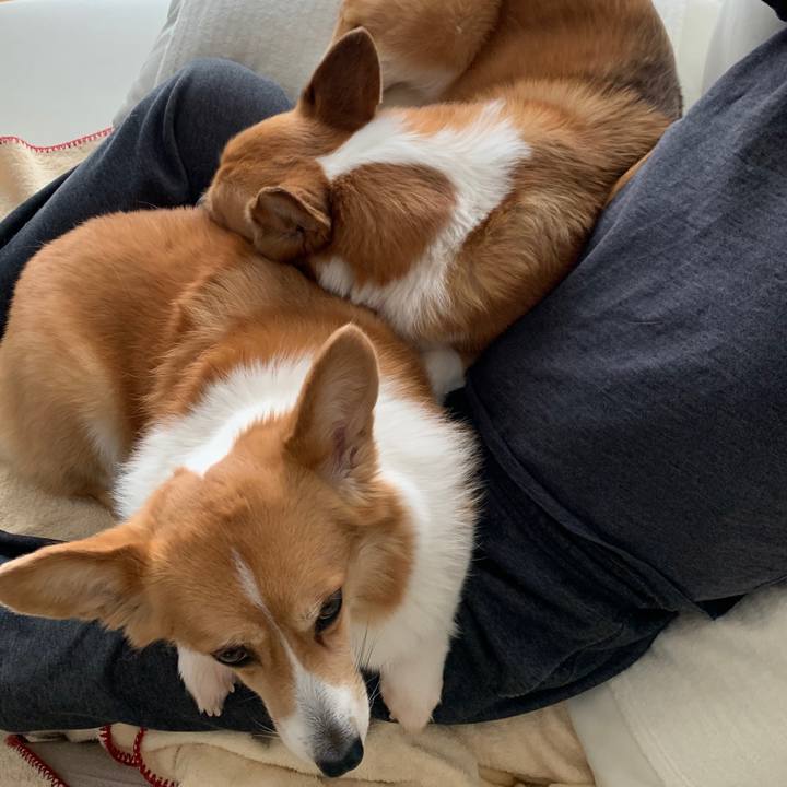 35bfdc96 488c 48c0 9a63 5ace8cbd27a9 1588998007423